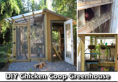 DIY Chicken Coop Greenhouse Plans
