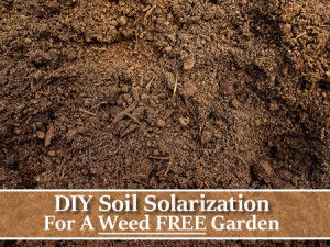 DIY Garden Soil Solarization