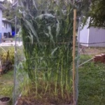 How To Grow Sweet Corn