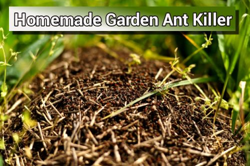 Homemade Natural Garden Ant Killer