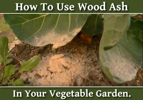 How To Use Wood Ash In Your Garden