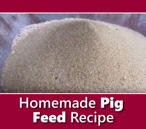 Homemade Pig Feed Recipe