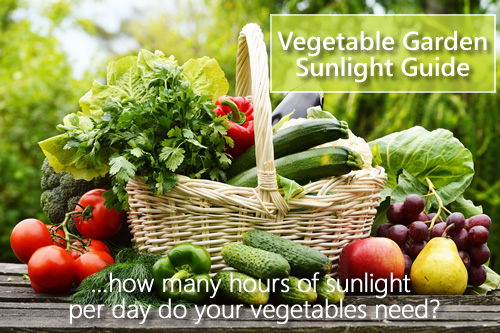 Vegetable Sunlight Chart