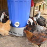 Diy No Waste Chicken Feeder Bin