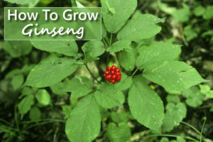 ginseng grow