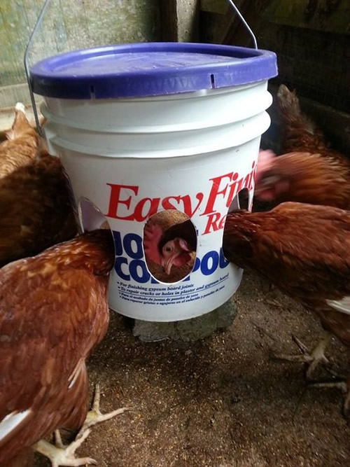 DIY Plastic Bucket Chicken Feeder