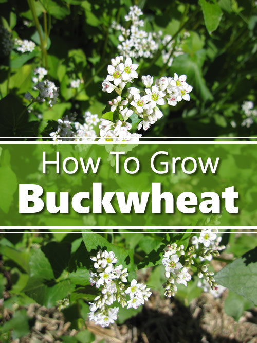 How To Grow Buckwheat