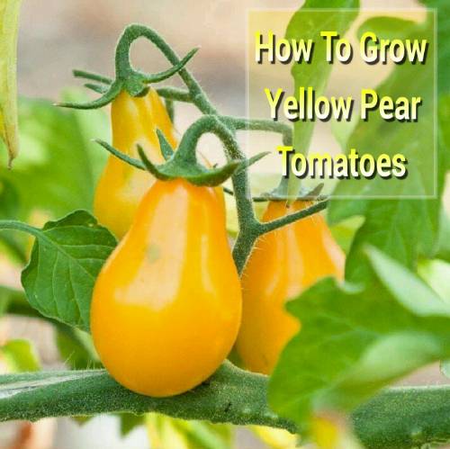 How To Grow Yellow Pear Tomatoes