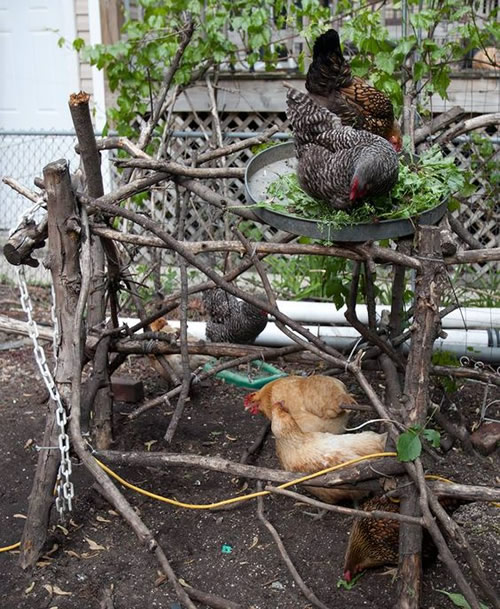 DIY Stick Chicken Jungle Gym