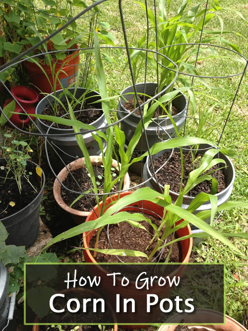 How To Grow Corn In Pots
