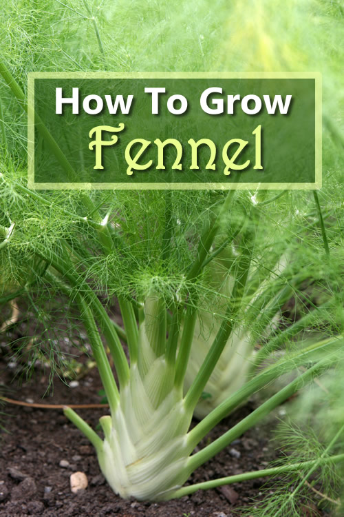 How To Grow Fennel