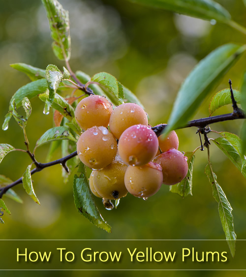 How To Grow Yellow Plums
