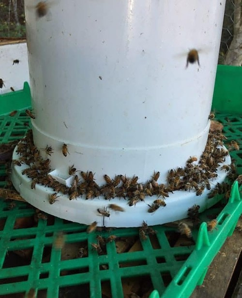DIY Bucket Feeder For Bees