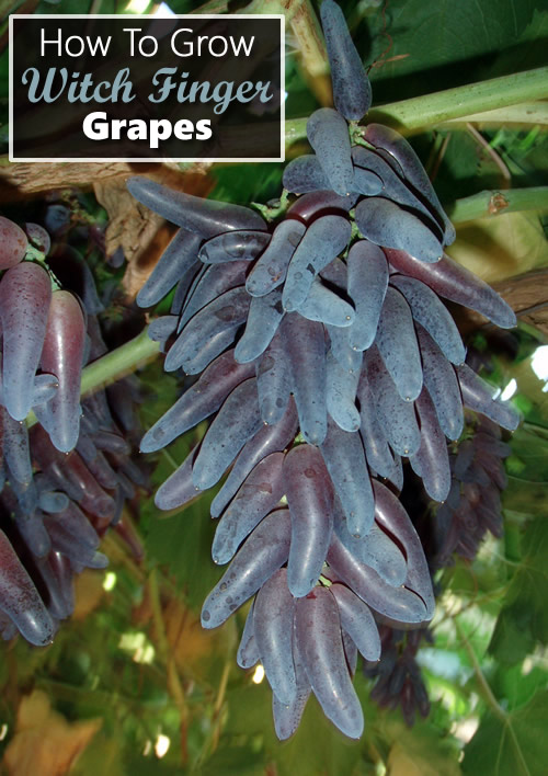How To Grow Witch Finger Grapes