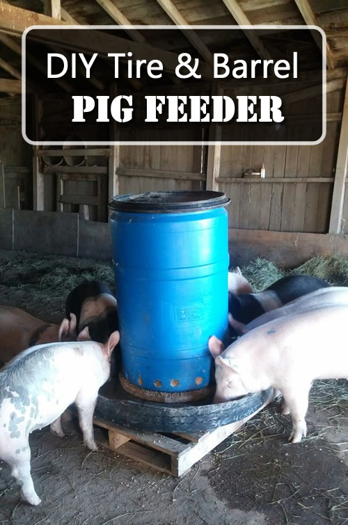 DIY Tire & Barrel Pig Feeder