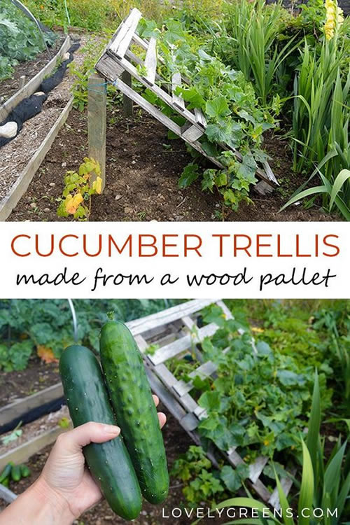 DIY Wood Pallet Cucumber Trellis