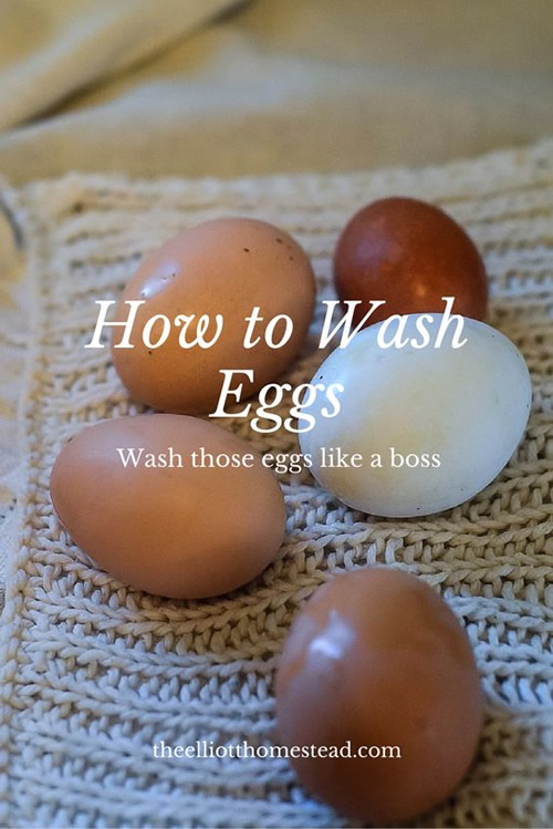 How To Clean Chicken Eggs