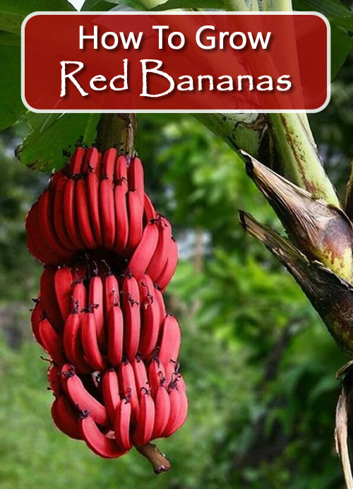 How To Grow Red Bananas