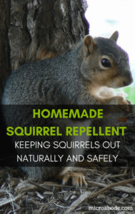 Homemade Squirrel Repellent Spray