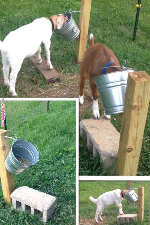 DIY Goat Feeding Stand