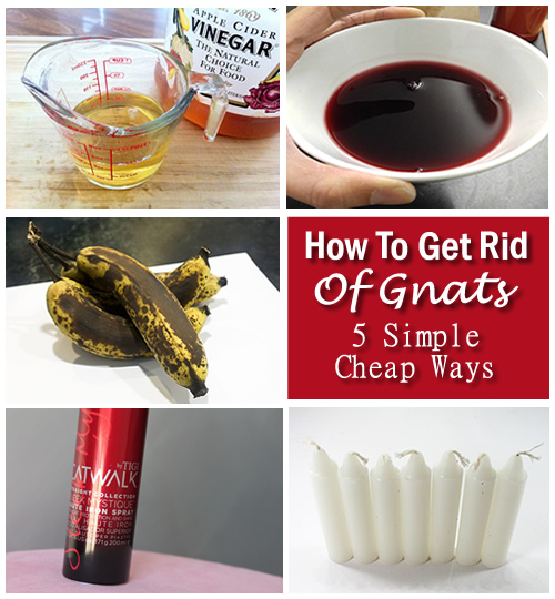 how do you get rid of gnats