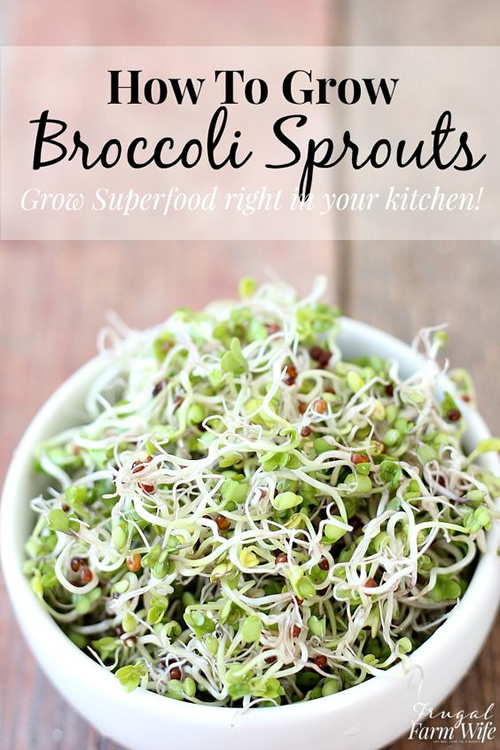 How To Grow Broccoli Sprouts