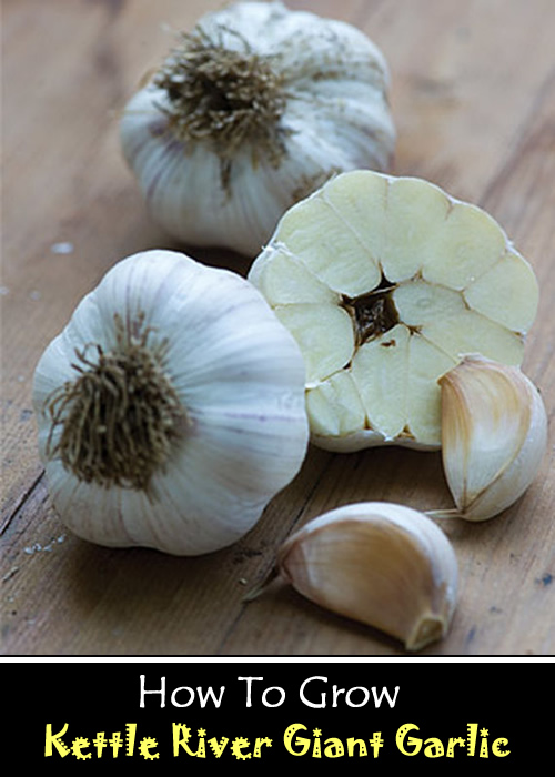 How To Grow Kettle River Giant Garlic