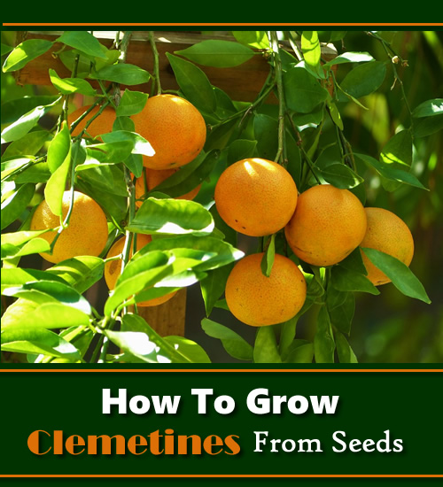 How To Grow Clementines From Seeds