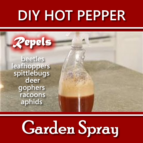 DIY Hot Pepper Garden Spray
