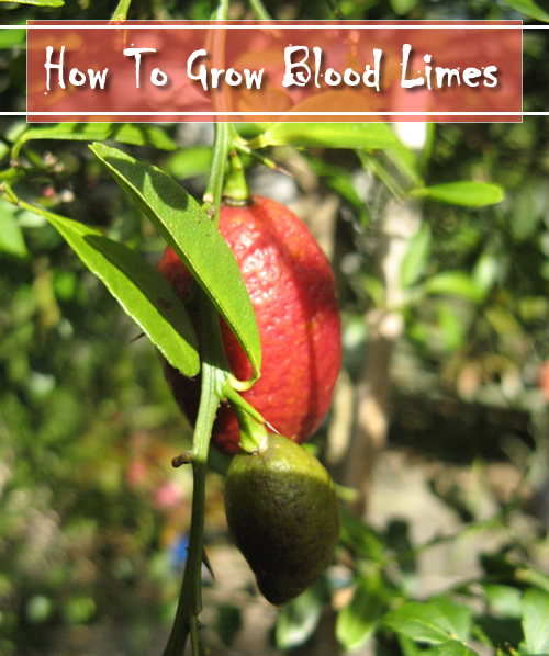 How To Grow Blood Limes