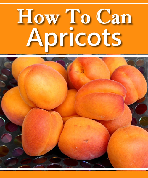Canning Apricots Recipe