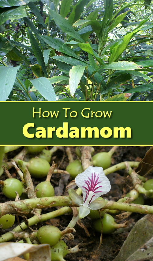 How To Grow Cardamon