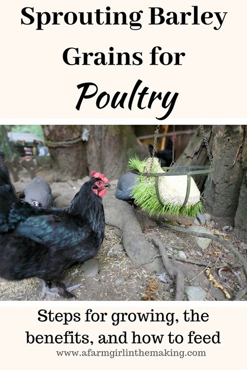 How To Sprout Barley Grains For Chickens