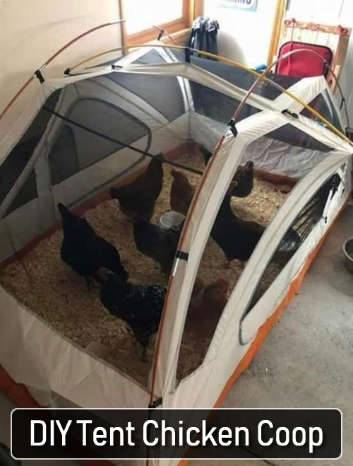 DIY Tent Chicken Coop