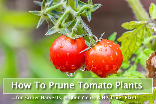 How To Prune Tomato Plants