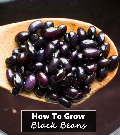How To Grow Black Beans