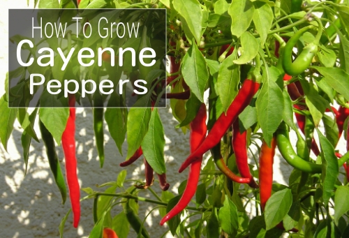 How To Grow Cayenne Peppers