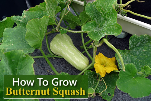How To Grow Butternut Squash 