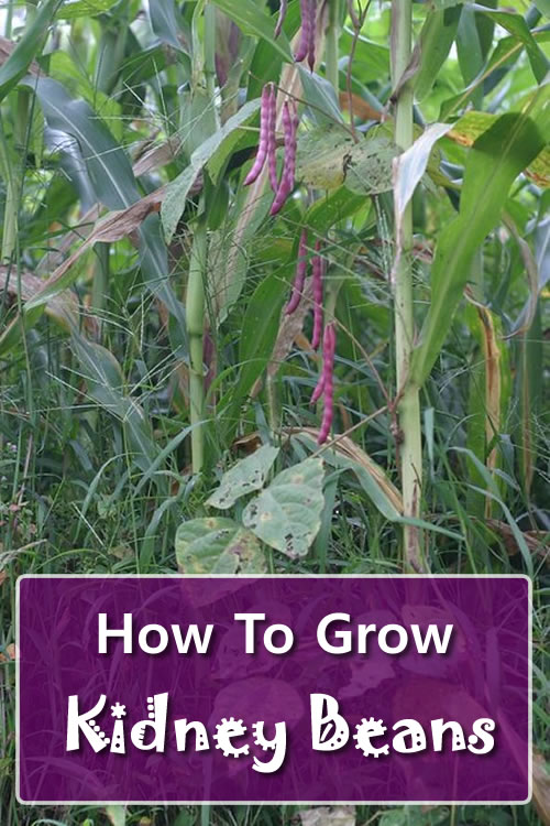 How To Grow Kidney Beans