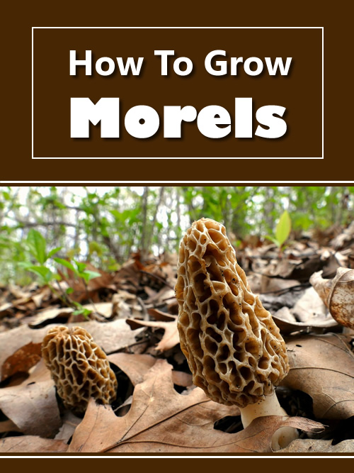 How To Grow Morel Mushrooms