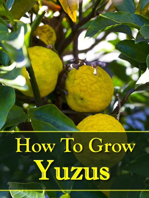 How To Grow Yuzus